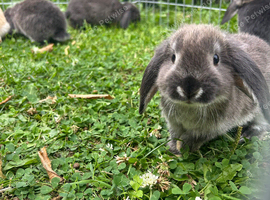Beautiful lop bunnies ready to leave