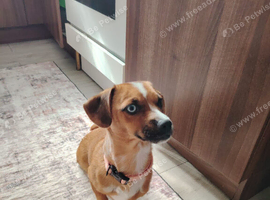 puppy for rehoming