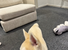 Looking for home husky