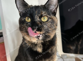 Tortie Female Cat "POPPY"