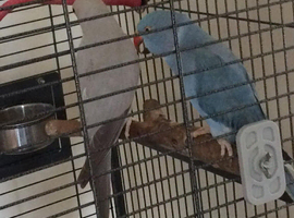 1 Indian ringnecks and cage