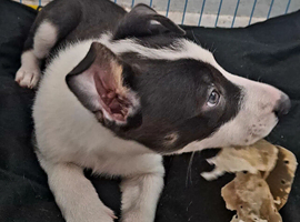 Rare Blue and White Border Collie puppy