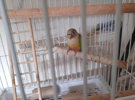 Pineapple conure