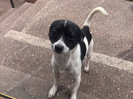 Black and white jackawawa male for sale