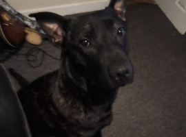 Belgian malinois
