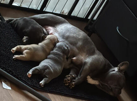 French bulldogs