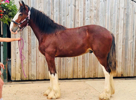 SHIRE GELDING