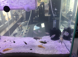 Lake Malawi Cichlids