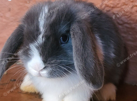 Mini lop