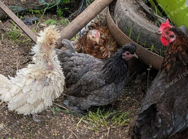 Various chickens for sale