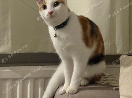 Kitten looking for loving home