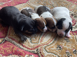 Jack Russell puppies