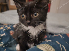 Tuxedo Boy