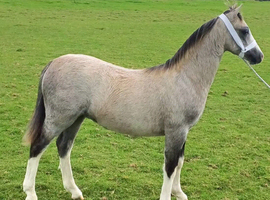 Registered welsh a colt foal