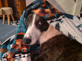 4 year old lurcher
