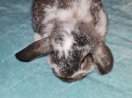 French lop baby rabbits
