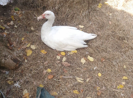 Muscovy ducks