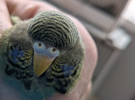 Blackwing black face budgies