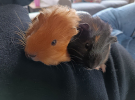 2 females