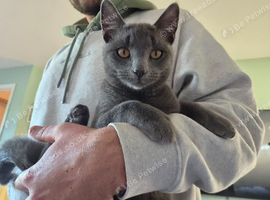 X2 6 month old bonded kittens! Male & female