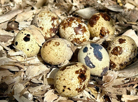 Hatching eggs jumbo Italian quail
