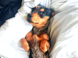 8 month female French wiener