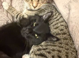 &pound;50 each-mixed breed cats for sale