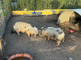 Micro pigs sows