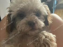 Toy shipoo pups