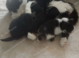 Female kittens