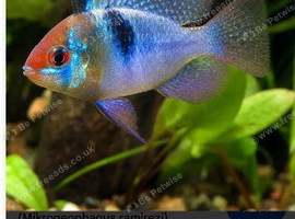 AQUARIUM SPECIALIST