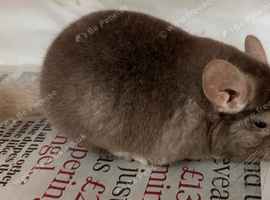 Bertie, fabulous Beige boy