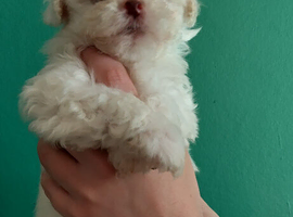 READY NOW! Poochon pups