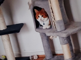 6 month old kitten needs a loving