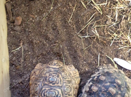Female leopard tortoise