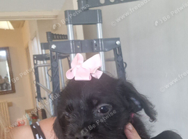 Beautiful Cavapoopug