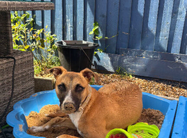 8 month old female lurcher -Peggy