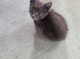 Mix british short hair and long hair kitten