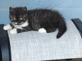 Beautiful kitten