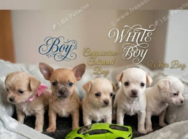 Chihuahua looking forever home.