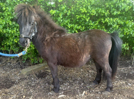 Mini Shetland