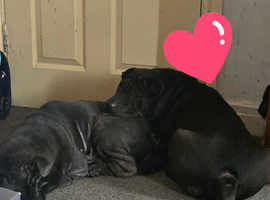 shar pei