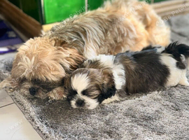 Adorable shih tzu baby boy