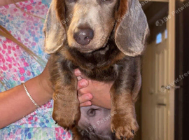 2 dachshund puppies