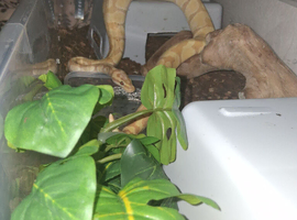 2 year old female banana pastel ball python