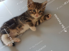 10‑week‑old tabby girl kitten &mdash; ready now &mdash; litter trained &mdash; &pound;30
