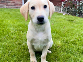 Gorgeous Labrador Puppies