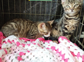 Bengal x kittens ready to leave now