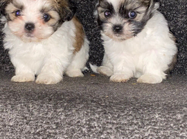 Lovely tea cup maltipoo puppies