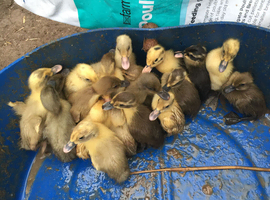 20 Gorgeous Runner Ducklings Available